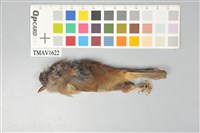 藏品(繡眼畫眉)的圖片